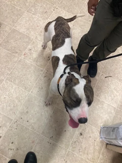 An adult large-sized male Brown / Chocolate Mixed Breed dog named Gemini for adoption in Cincinnati, OH
