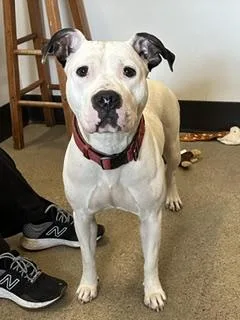 A young medium-sized female White / Cream Pit Bull Terrier dog named Girl for adoption in Cleveland, OH