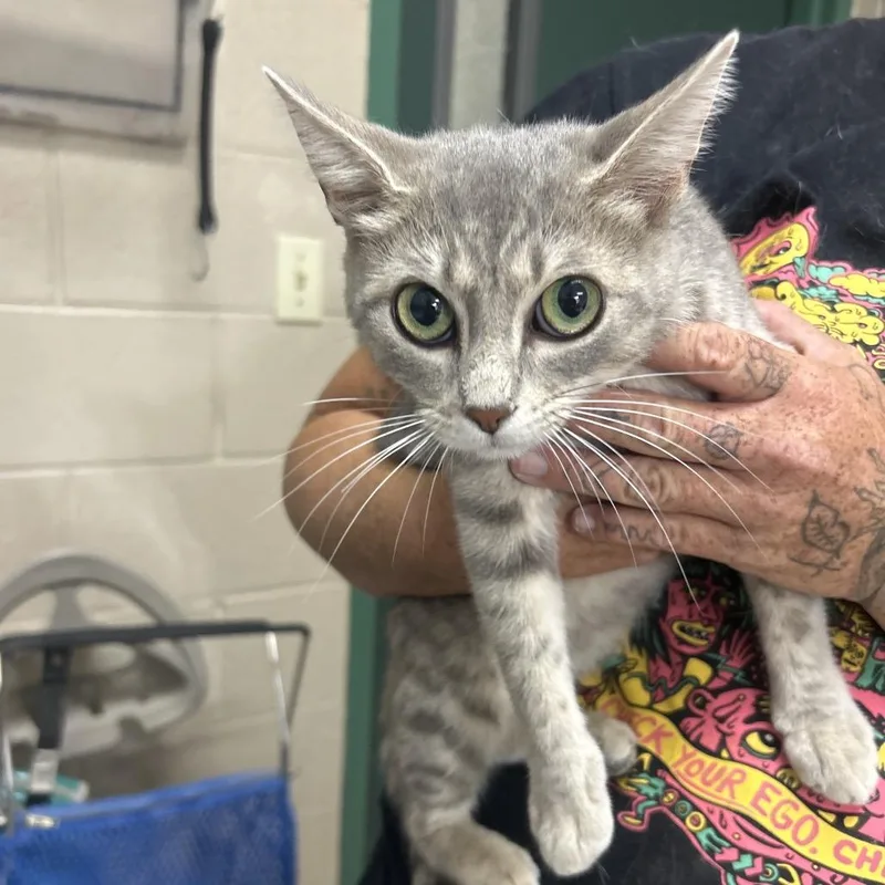 An adult medium-sized female Gray / Blue / Silver Domestic Short Hair cat named Emerald for adoption in Lewisburg, WV