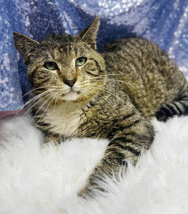 A senior medium-sized male Domestic Short Hair cat named Rump Roast for adoption in Clarkesville, GA