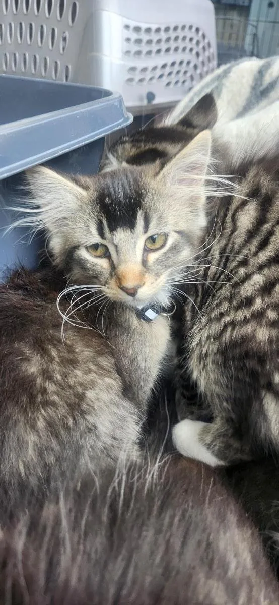 A baby small-sized female Brown / Chocolate Domestic Medium Hair cat named Dr. Mckay for adoption in La Jolla, CA