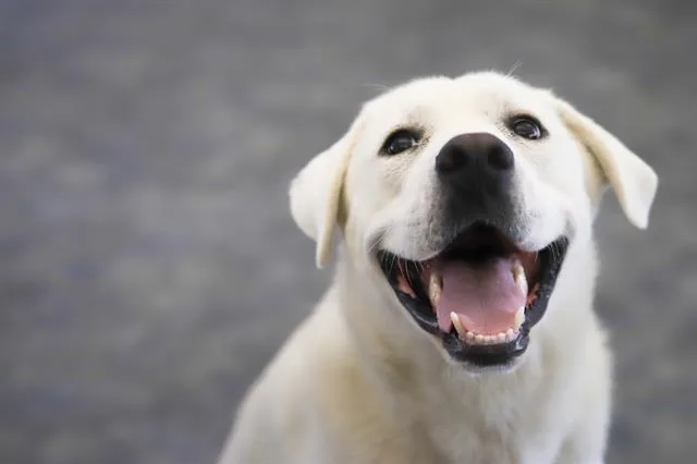 An adult large-sized male Mixed Breed dog named Snow Cone for adoption in Dallas, TX