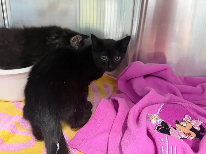 A baby medium-sized male Domestic Short Hair cat named Dean for adoption in Raleigh, NC