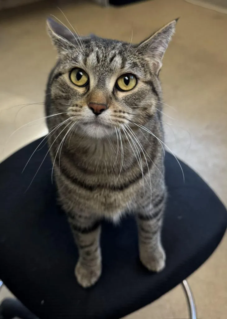 A young small-sized female Domestic Short Hair cat named Sassafras for adoption in Grand Forks, ND