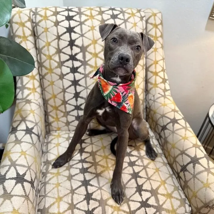 Tiki Lulu The Itty thumbnail 3