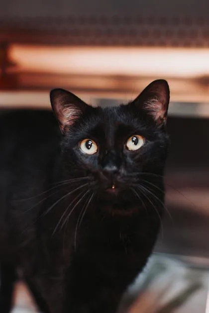 An adult small-sized male Domestic Short Hair cat named A Oliver for adoption in North Charleston, SC