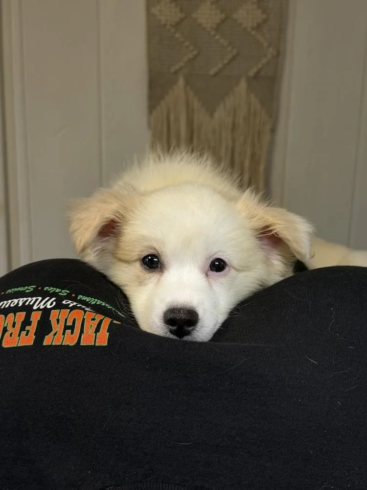 A baby medium-sized female White / Cream American Eskimo Dog dog named Eevee for adoption in Clinton Township, MI