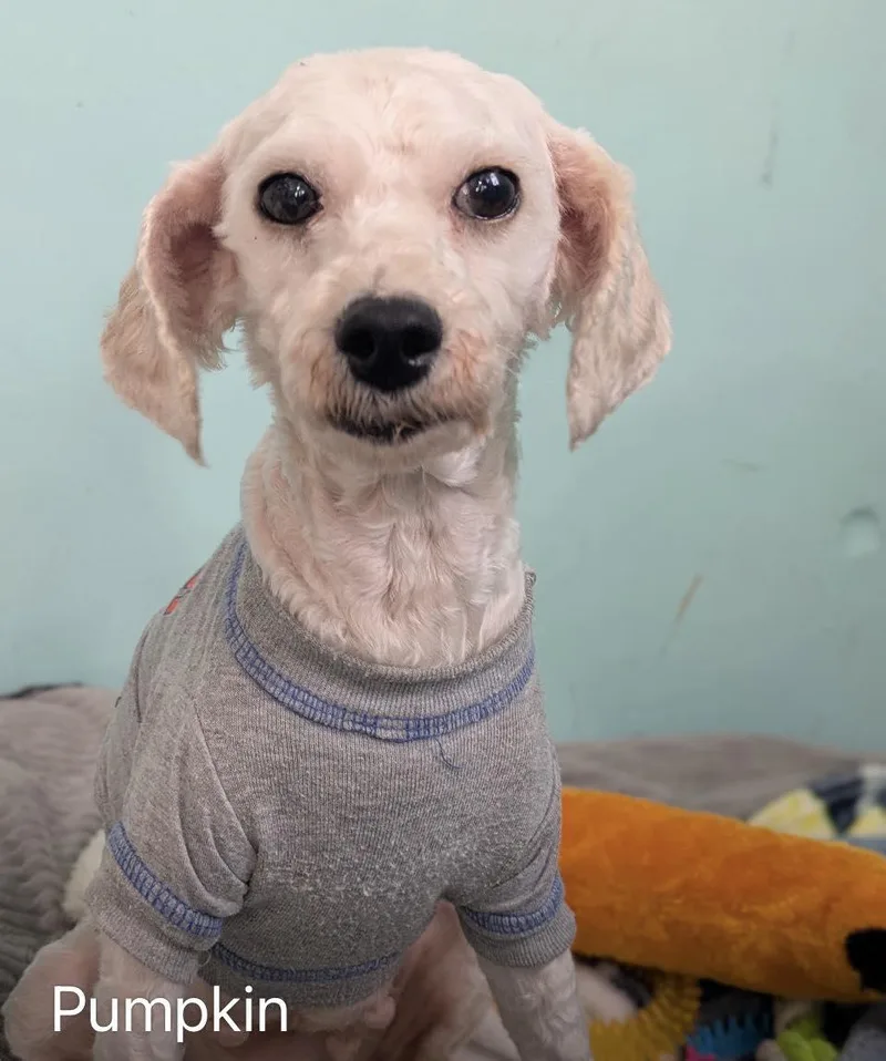 An adult small-sized male White / Cream Poodle dog named Pumpkin for adoption in Ozone Park, NY