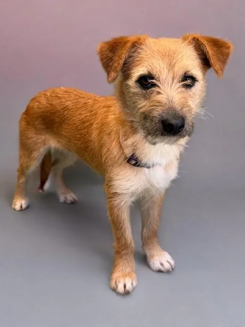 A young medium-sized female Terrier dog named Little Red for adoption in Agoura, CA