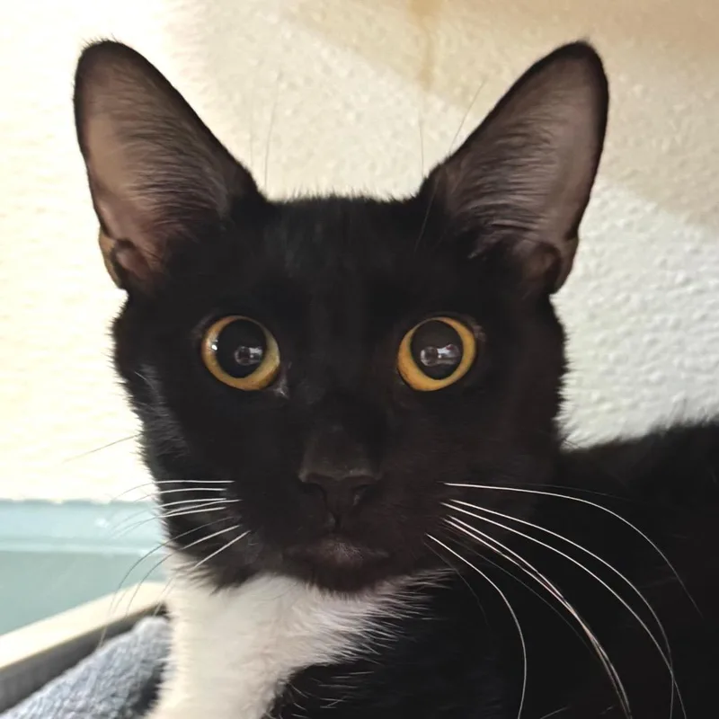 A young medium-sized female Black Domestic Short Hair cat named Candy Land for adoption in Decatur, GA