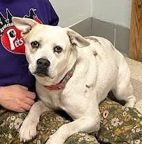 A young medium-sized female White / Cream French Bulldog dog named Ginny for adoption in Libby, MT
