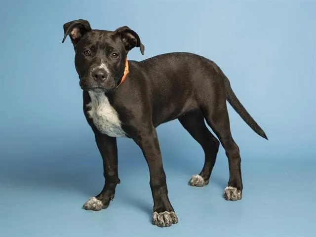 Max