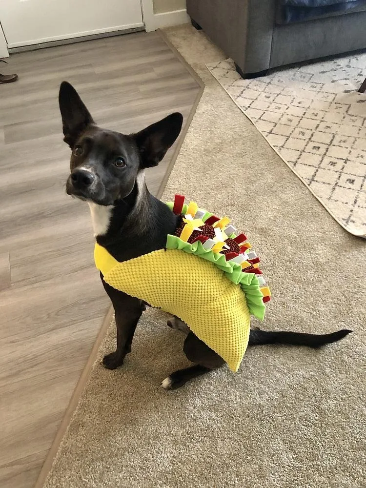 Sweet Potato Pup: Orionberm