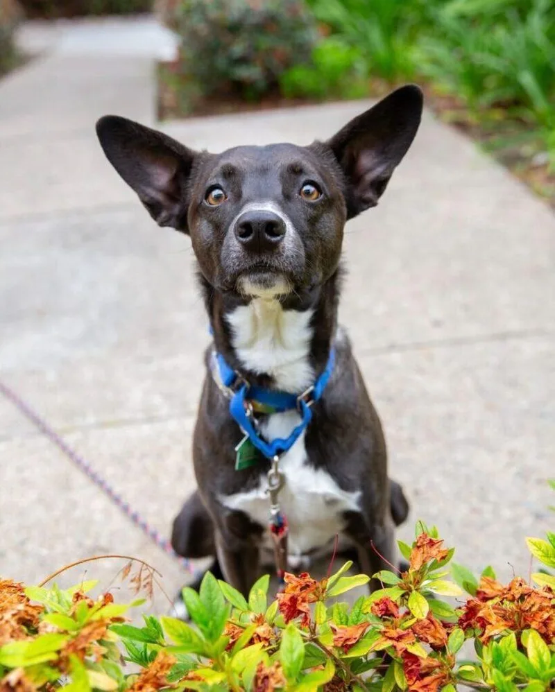 Sweet Potato Pup: Orionberm thumbnail 2