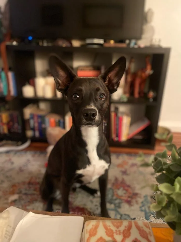 Sweet Potato Pup: Orionberm thumbnail 3