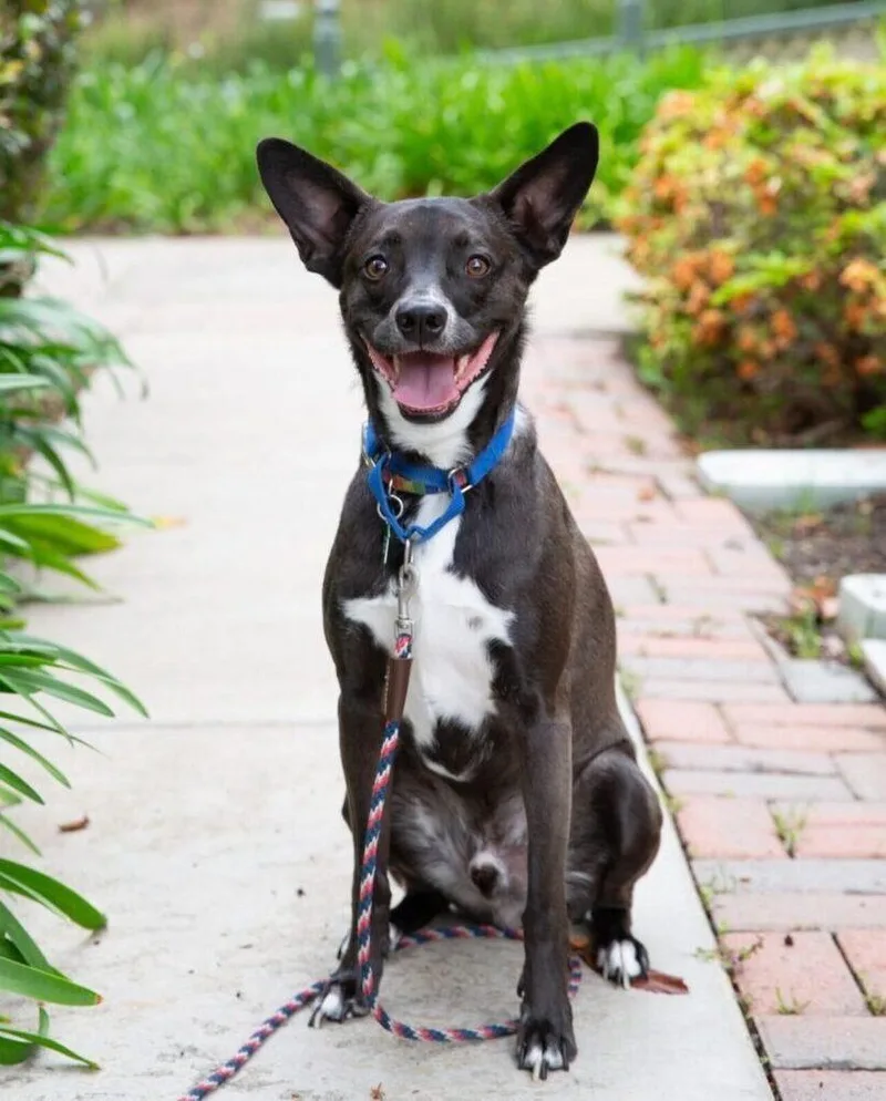 Sweet Potato Pup: Orionberm thumbnail 4