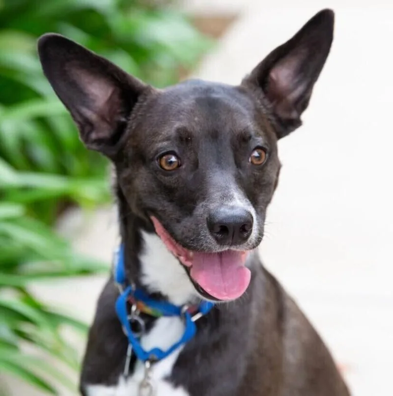 Sweet Potato Pup: Orionberm thumbnail 5