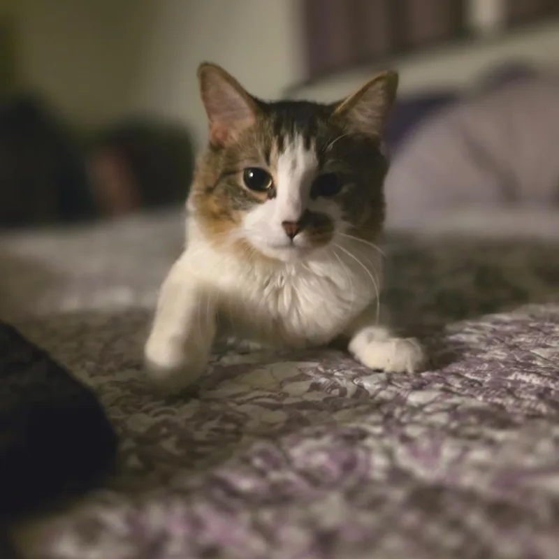 An adult small-sized male Brown / Chocolate Domestic Long Hair cat named Sir Hamlet for adoption in Fort Worth, TX