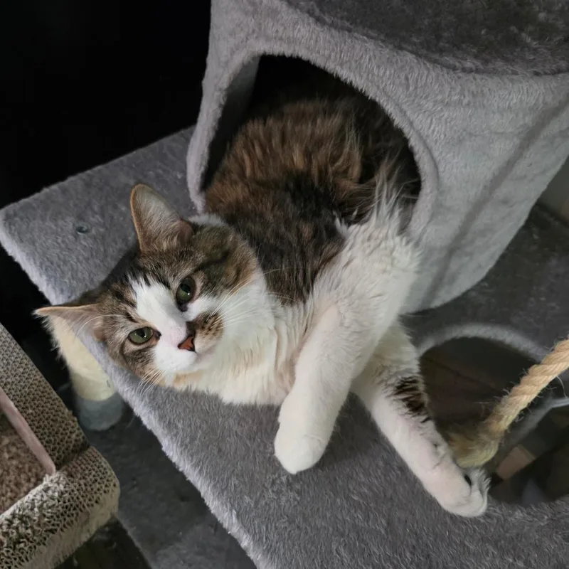 Sir Hamlet thumbnail 2