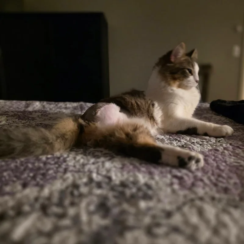 Sir Hamlet thumbnail 4