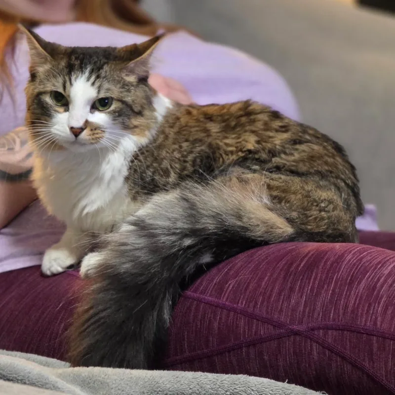 Sir Hamlet thumbnail 5