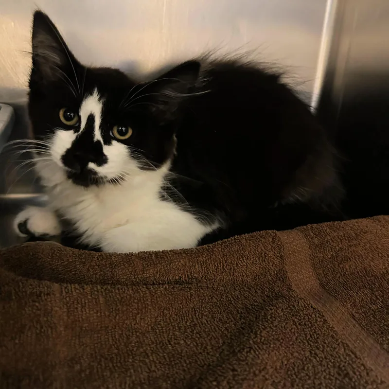 A baby small-sized male Black & White / Tuxedo Domestic Medium Hair cat named Cato for adoption in Lindon, UT