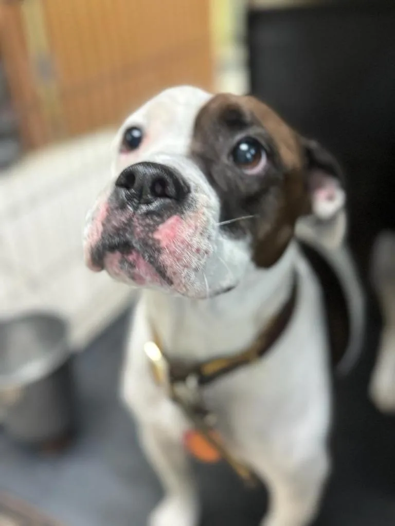 Piper