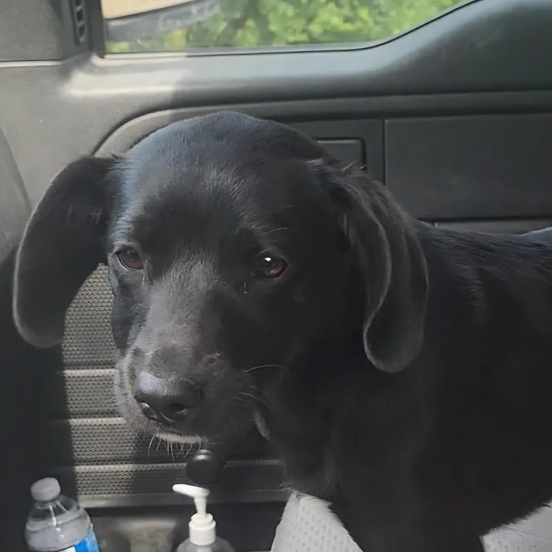 A young small-sized female Black Black Labrador Retriever dog named Leia for adoption in Rockdale, TX