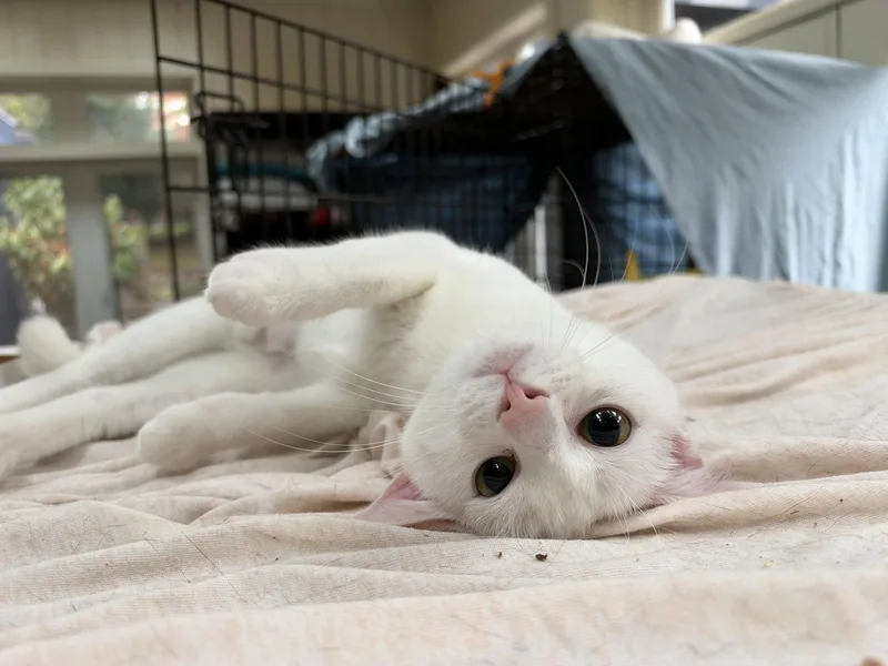 A young medium-sized female White Domestic Short Hair cat named Iceland for adoption in Broomall, PA