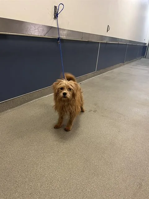 An adult small-sized male Maltese dog named Maple for adoption in Miami, FL