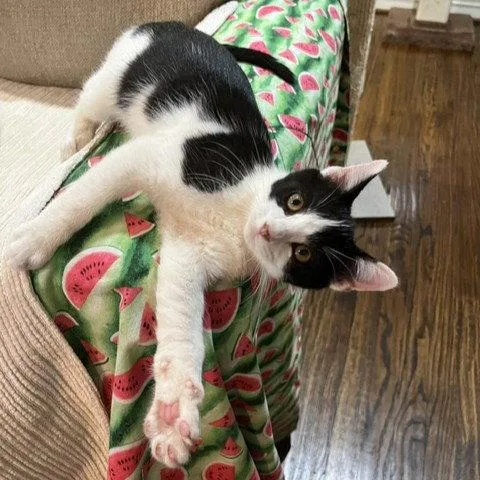 A baby medium-sized male Black & White / Tuxedo Tuxedo cat named Shamu for adoption in Garland, TX