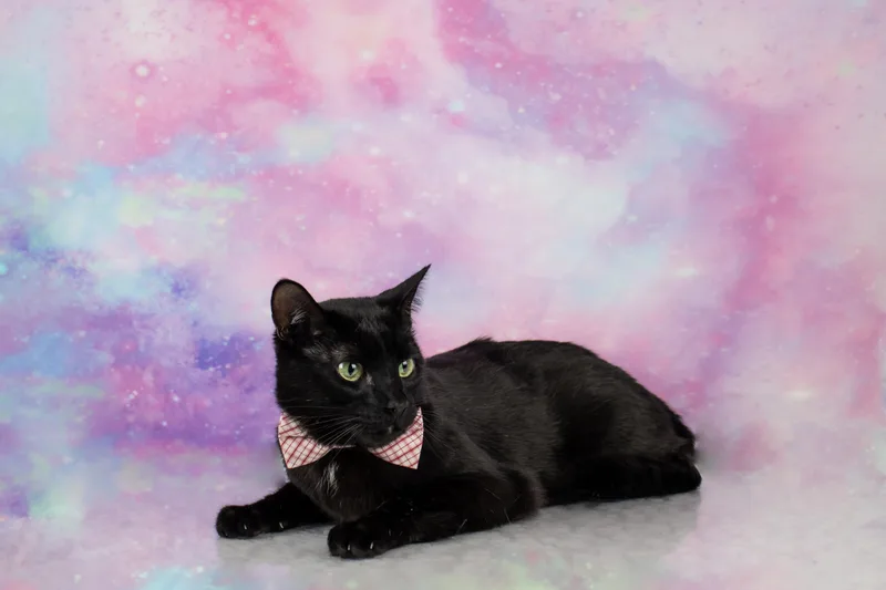 A young medium-sized male Black Bombay cat named Rascal for adoption in Tuscaloosa, AL