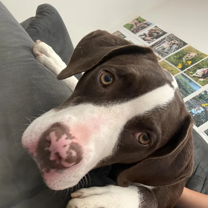 A young medium-sized female Pointer dog named Prairie for adoption in Long Beach, WA