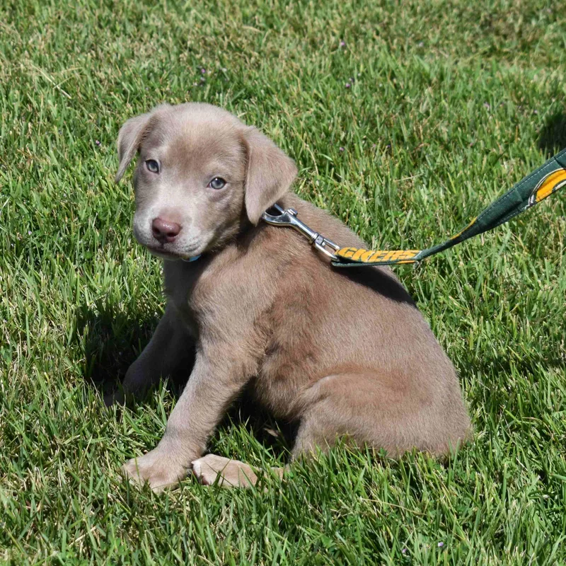 A baby medium-sized male Gray / Blue / Silver Mixed Breed dog named Toby for adoption in Searcy, AR