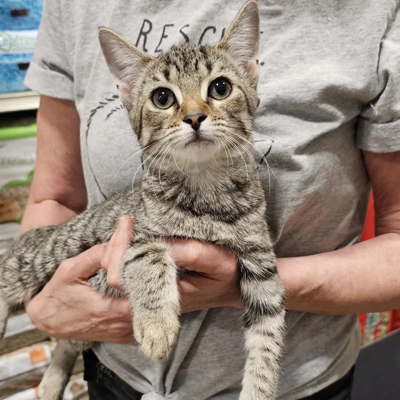 A baby small-sized female Domestic Short Hair cat named Whatchamacallit for adoption in Fairfax, VA