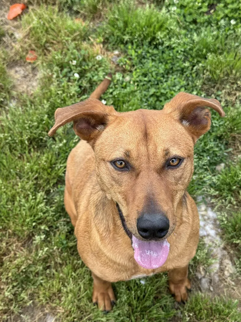 A young medium-sized female Mixed Breed dog named Jill for adoption in Tullahoma, TN