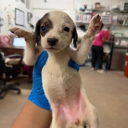 A baby medium-sized female Retriever dog named Kathy for adoption in Morton Grove, IL
