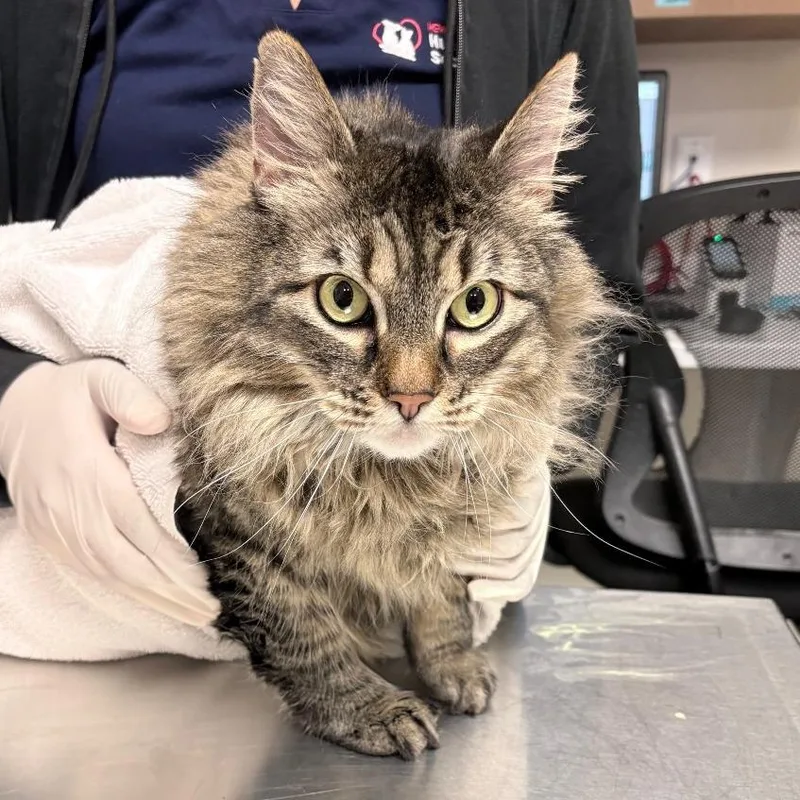 A senior extra large-sized female Tortoiseshell Domestic Long Hair cat named Little Bit for adoption in Reno, NV