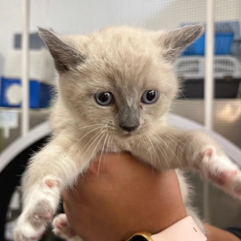 A baby small-sized female Lilac Point Domestic Short Hair cat named Cucumber for adoption in Morgan Hill, CA