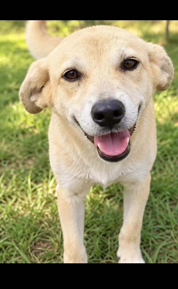 A baby large-sized female German Shepherd Dog dog named Pumpkin for adoption in Kiln, MS