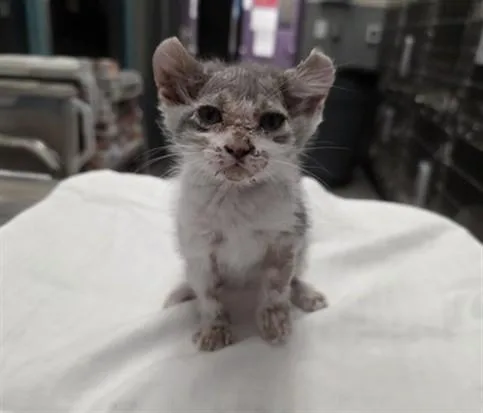 A baby small-sized male Domestic Short Hair cat named Pad Thai for adoption in Las Vegas, NV