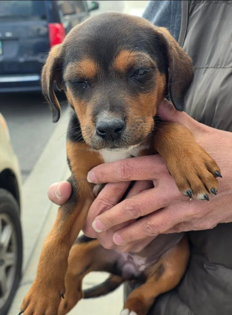 A baby medium-sized female Black and Tan Coonhound dog named Ava for adoption in Thompson Falls, MT