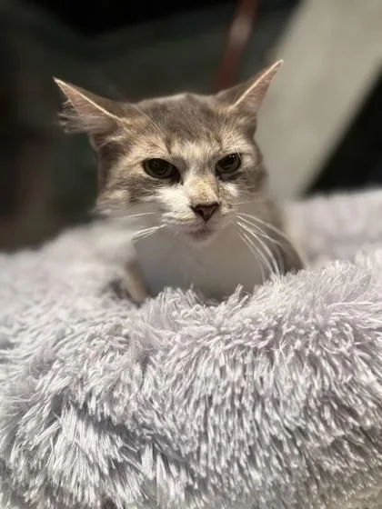 An adult medium-sized female Domestic Long Hair cat named Fruit Cake for adoption in Berwick, PA