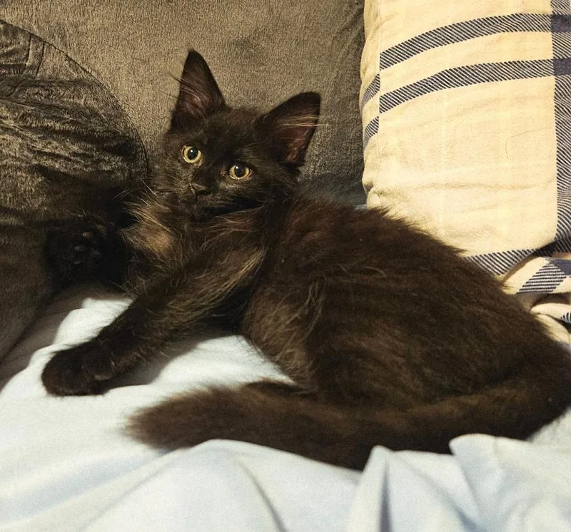 A baby small-sized male Black & White / Tuxedo Domestic Medium Hair cat named Two Bit for adoption in WARNER ROBINS, GA