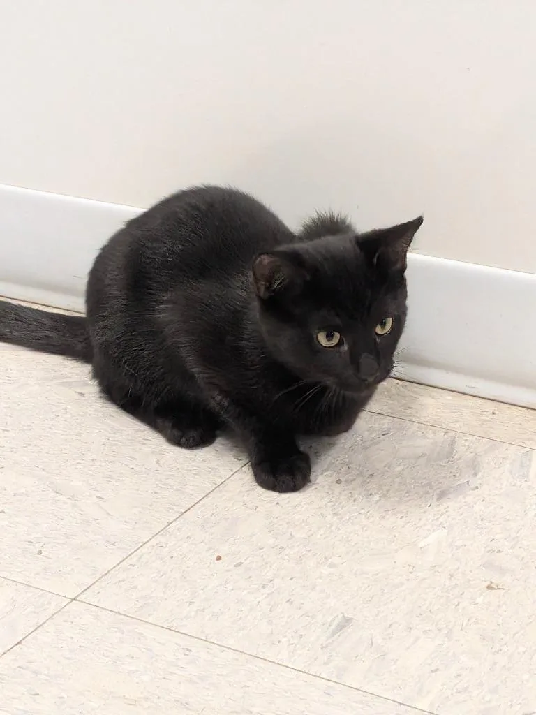 A baby medium-sized male Domestic Short Hair cat named John for adoption in Sandusky, OH