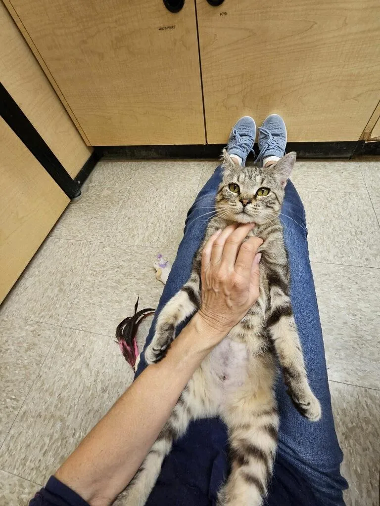 A baby medium-sized female Tabby (Brown / Chocolate) Domestic Short Hair cat named Sally Field for adoption in Barrington Hills, IL
