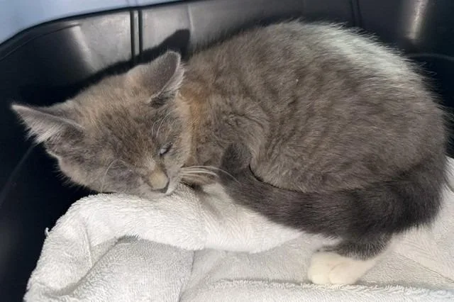 A baby medium-sized female Domestic Short Hair cat named Pebbles for adoption in Windsor, CT