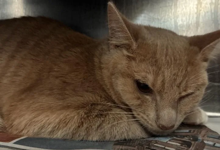 A young small-sized male Tabby (Buff / Tan / Fawn) Domestic Short Hair cat named Chai Tea Latte for adoption in Cincinnati, OH