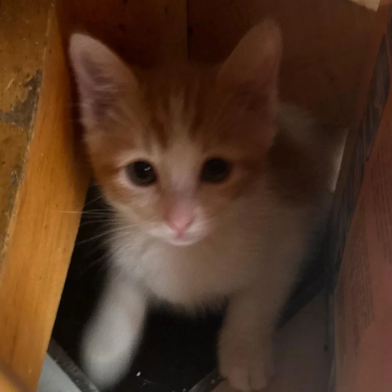 A baby small-sized female Orange / Red Domestic Short Hair cat named Cilantro for adoption in Brea, CA