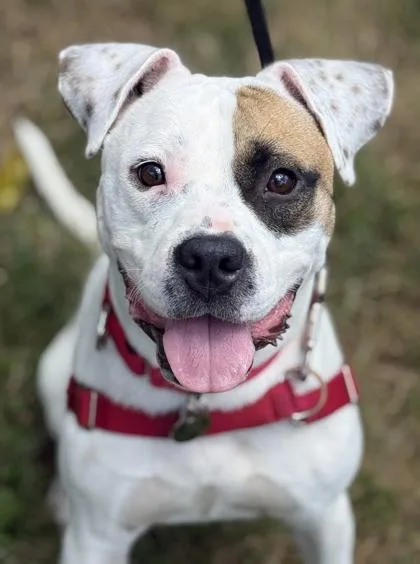 An adult medium-sized female Pit Bull Terrier dog named Biscuit for adoption in Malvern, PA